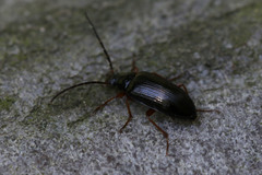 Gonodera luperus