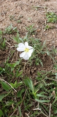 Oenothera albicaulis