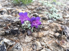Penstemon moffatii