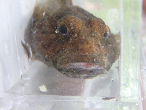 Zwarte donderpad (Cottus baileyi) — Cottidae — 5