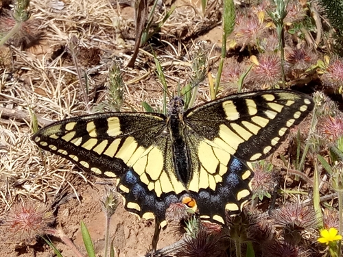 Desert Swallowtail