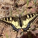Papilio saharae - Photo (c) Karim Haddad, algunos derechos reservados (CC BY), subido por Karim Haddad
