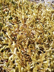 Homalothecium aeneum