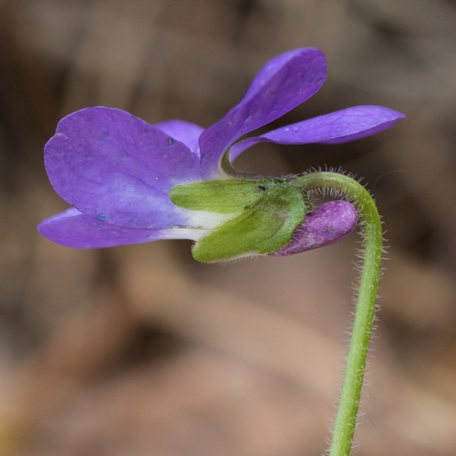Hairy Violet