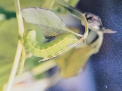 Asteroscopus syriaca