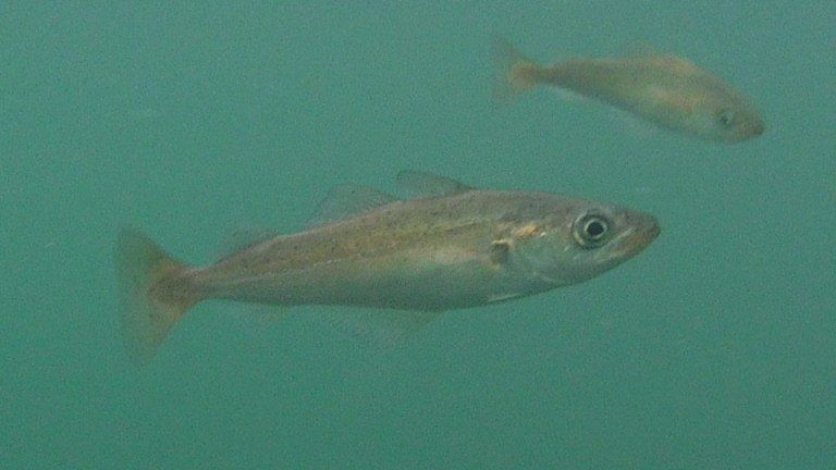 Pollock from Indian Harbour, NS, Canada on October 12, 2023 at 05:47 PM ...