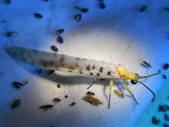 Mjobergia fulviguttata