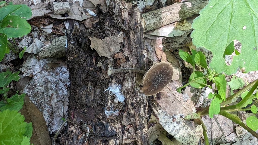 Pluteus thomsonii · June 2024 · photo: © atsushi_nakajima_cirque (iNaturalist, cc-by)