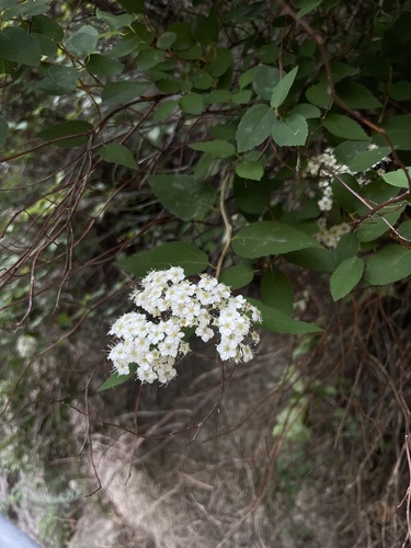 Spiraea fritschiana, photograph 5