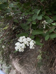 Spiraea fritschiana, photograph (c) Jane Charlen, some rights reserved (CC BY)