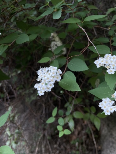 Spiraea fritschiana, photograph 6