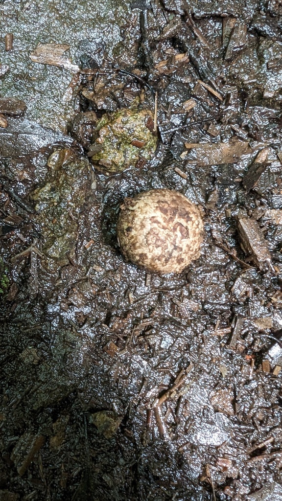 Astraeus hygrometricus · June 2024 · photo: © atsushi_nakajima_cirque (iNaturalist, cc-by)