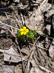 Oxalis suksdorfii