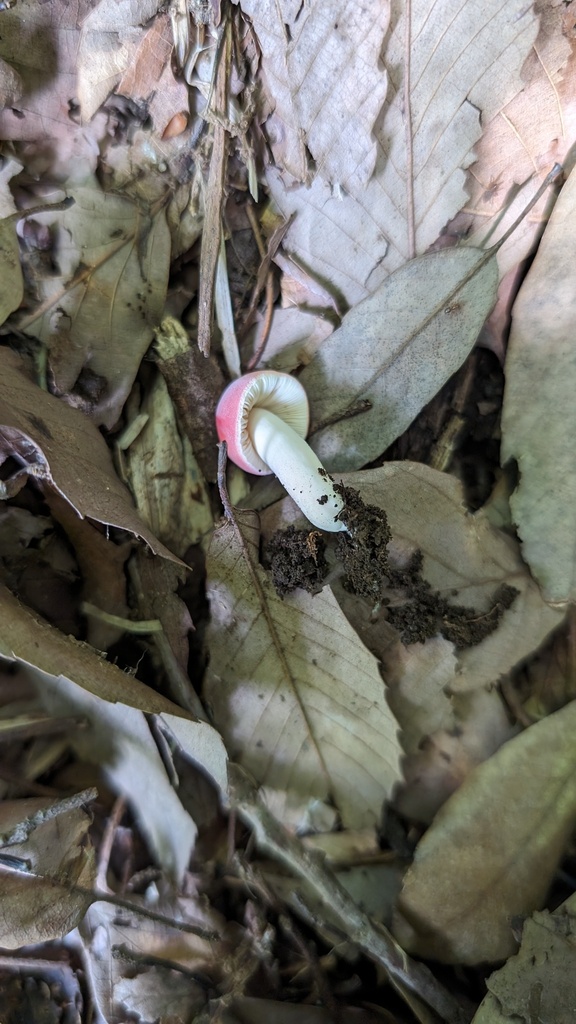 Russula bella
