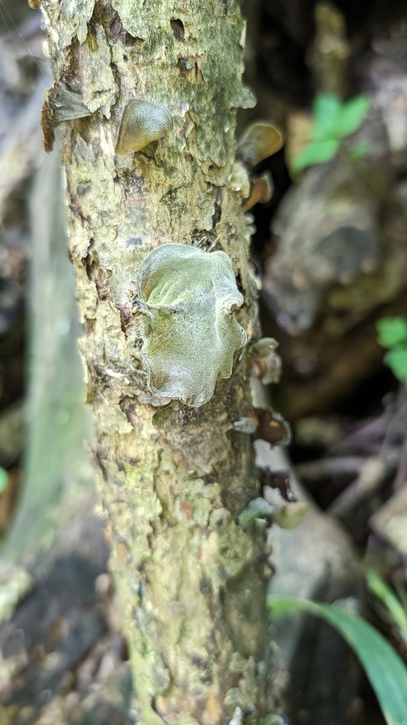 Auricularia polytricha · June 2024 · photo: © atsushi_nakajima_cirque (iNaturalist, cc-by)