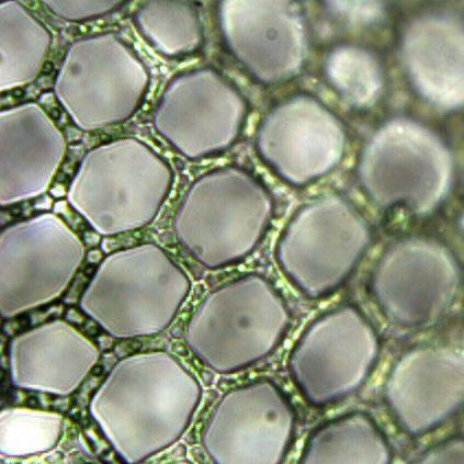 Chlorophyceae