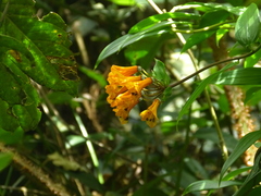 Bomarea multiflora