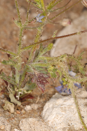 Image of Gilia cana by (c) Steve Matson, some rights reserved (CC BY)
