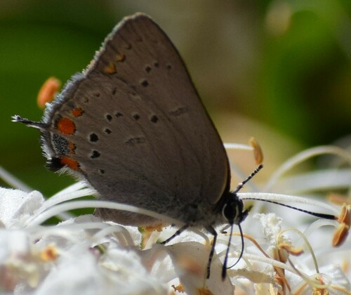 iNaturalist observation photo of California Hairstreak