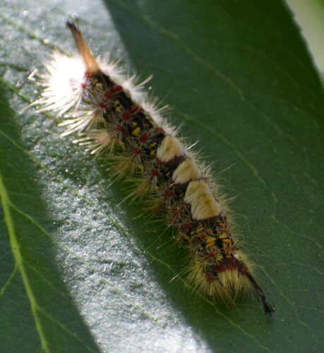 iNaturalist observation photo of Western Tussock Moth
