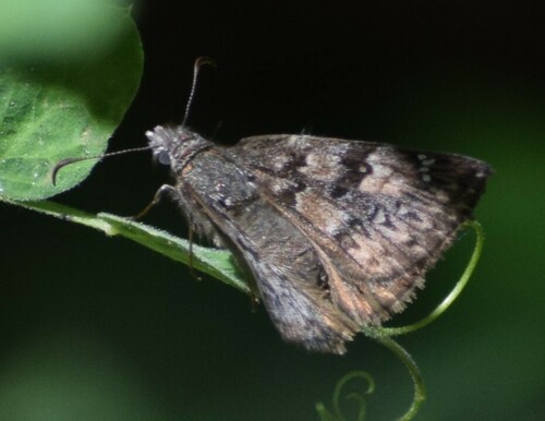 iNaturalist observation photo of Propertius Duskywing