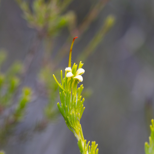 Adenanthos terminalis (Adenanthos terminalis)