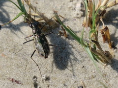 Ellipsoptera marginata