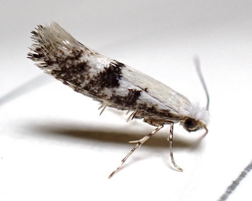 Argyresthia austerella photo 5