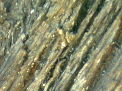 Lepidoptera