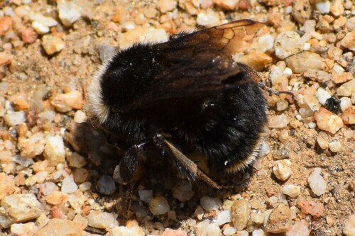 iNaturalist observation photo of Bumble Bees