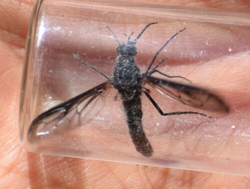 iNaturalist observation photo of Thevenetimyia
