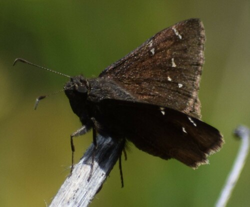 iNaturalist observation photo of California Northern Cloudywing