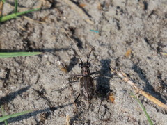 Ellipsoptera marginata