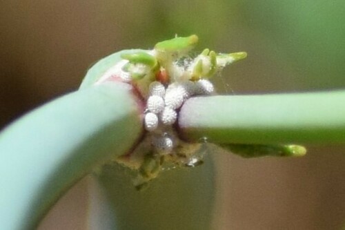 iNaturalist observation photo of Gorgon Copper