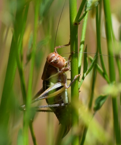 iNaturalist observation photo of Short-winged Shieldback