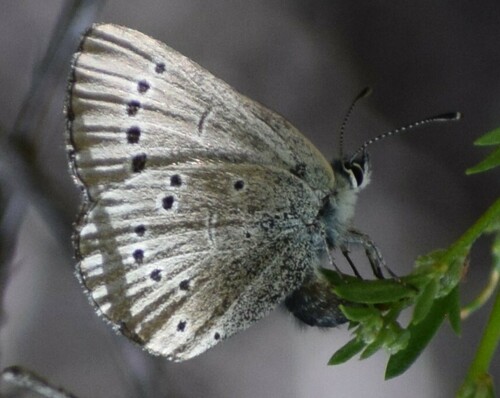 iNaturalist observation photo of Silvery Blue