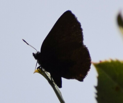 iNaturalist observation photo of Hedgerow Hairstreak