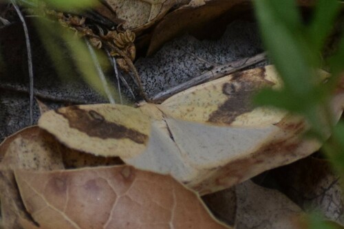 iNaturalist observation photo of Sulphur Moth