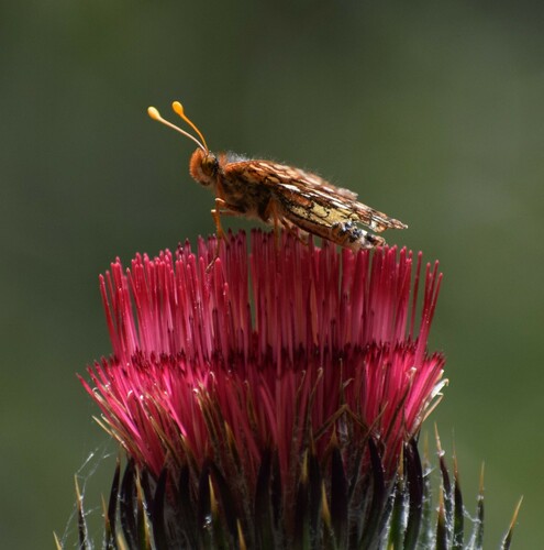 iNaturalist observation photo of Chalcedon Checkerspot