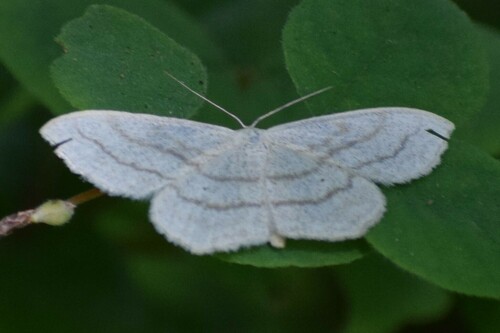 iNaturalist observation photo of Simple Wave