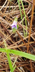 Viola nephrophylla