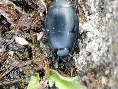 Margarinotus striola