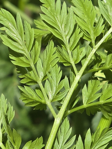 Image of Ligusticum porteri by (c) Alan Rockefeller, some rights reserved (CC BY)