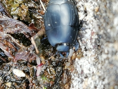 Margarinotus striola