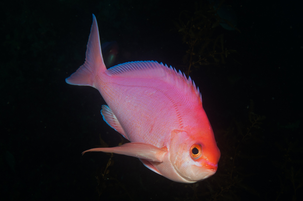Long-Finned Perch