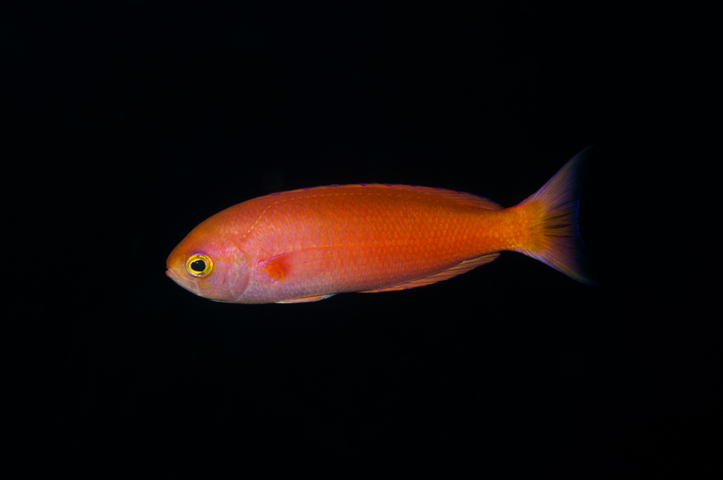 Magnificent Splendid Perch
