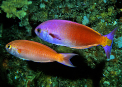 Magnificent Splendid Perch photo 2