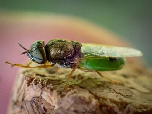 Common Green Colonel, photo 6 of 8