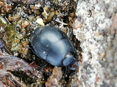 Margarinotus striola