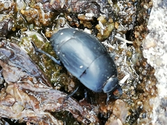 Margarinotus striola